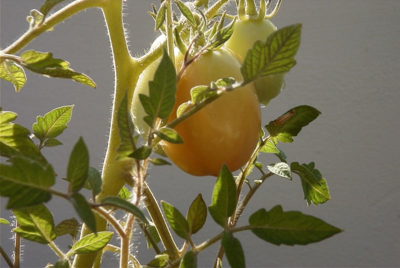 Tomate im Solomodus