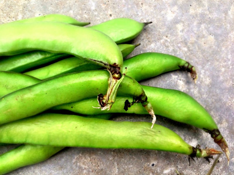 Szenarien für Erntehelfer