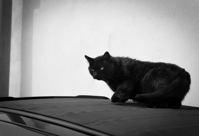 Haltungsfrage bei Katzen