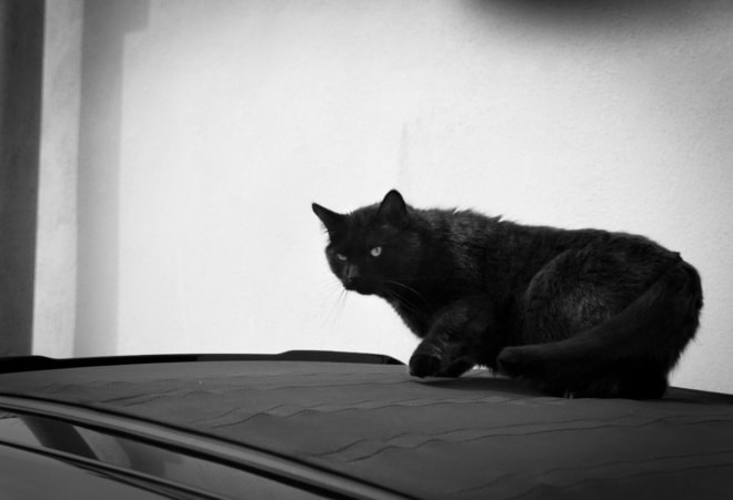 Die Katze auf dem Dach