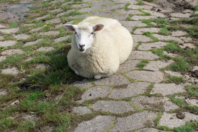 Alles andere als mager