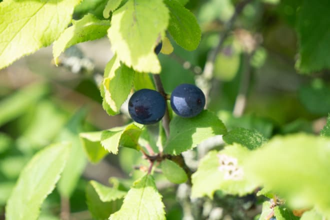 Beeren für den Lockdown