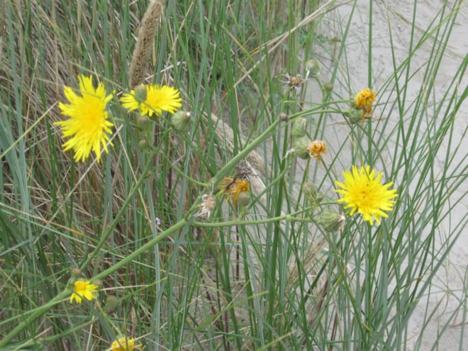 Ablenkung durch Blumen