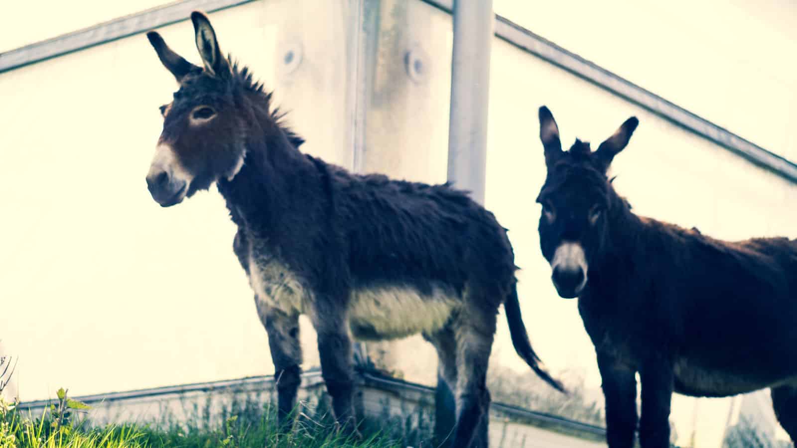 Zwei Querdenker ohne Elektroschocker