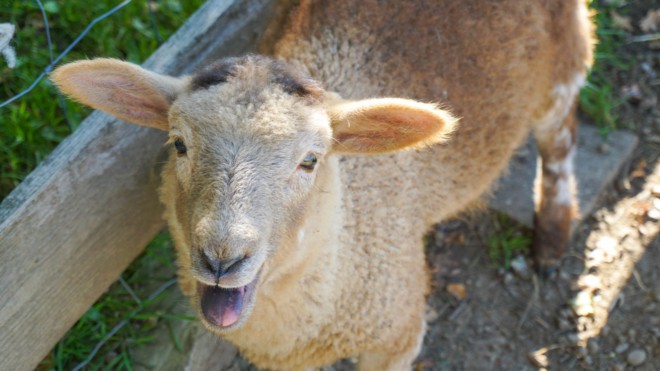 Meckern über Billigfleisch