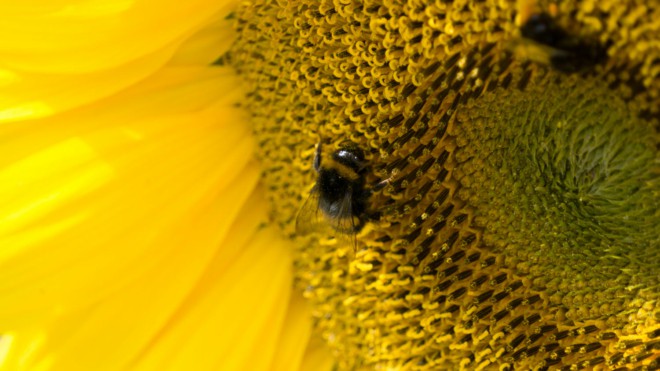 Bienen ohne Interesse für Schnapszahlen