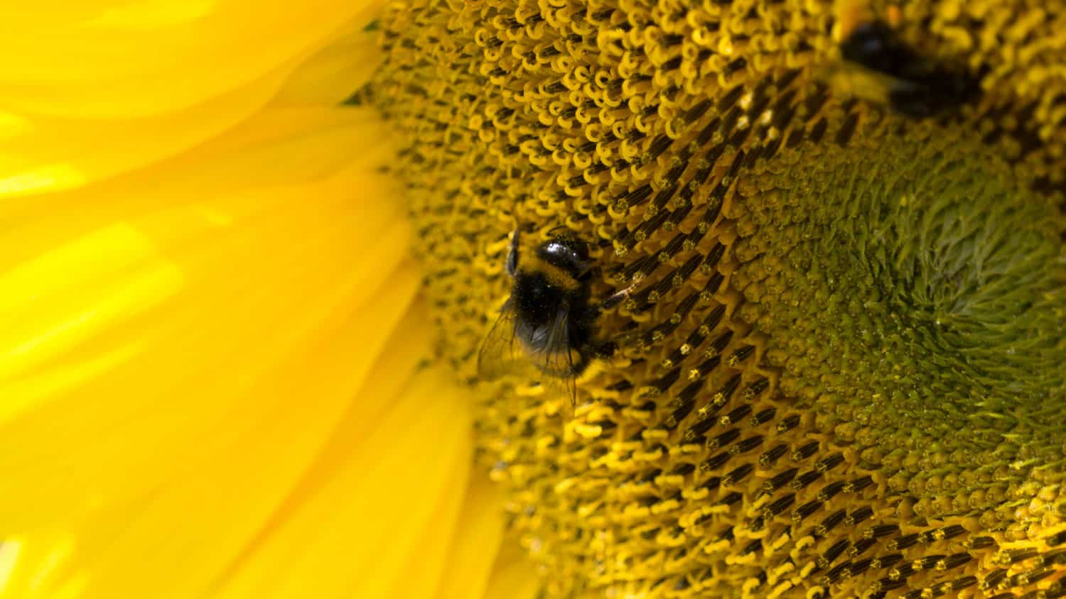 Bienen ohne Interesse für Schnapszahlen