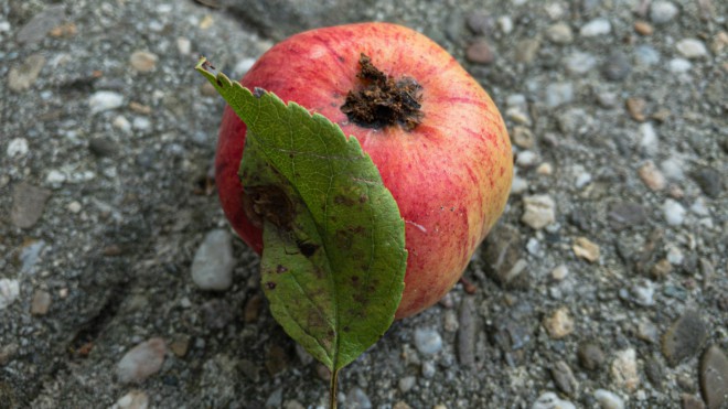 Der IT-Hausmeister fällt nicht weit vom Stamm