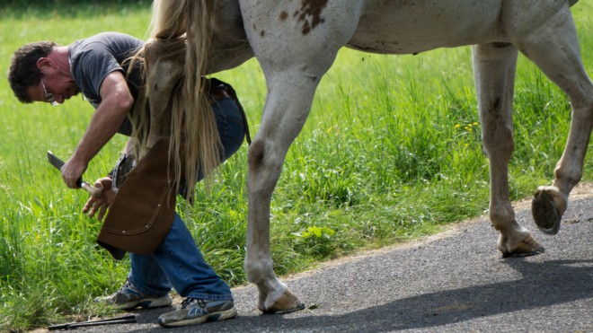 Neue Eisen für ein Pferd