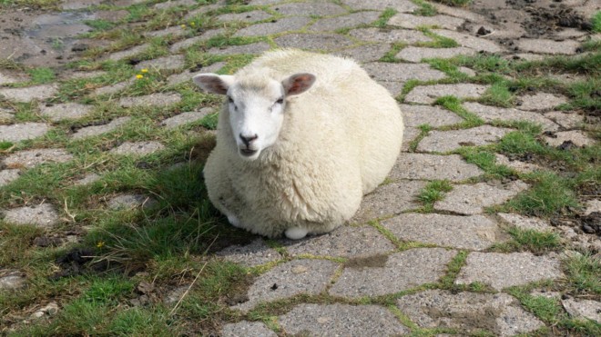 Braucht nach Sturz auch Hilfe