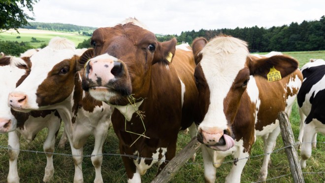 Vegetarier auf der Wiese