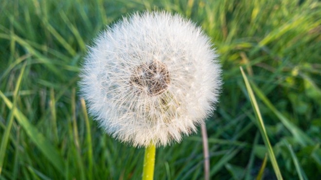 Offener Brief, ein Wunschtraum