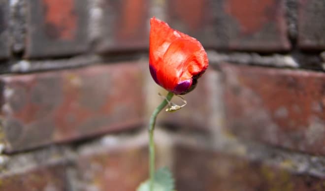 Blume zum Geburtstag