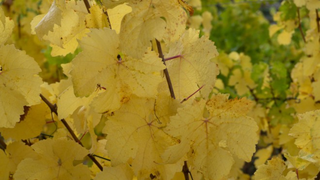 Weinfest im Ökowerk Emden