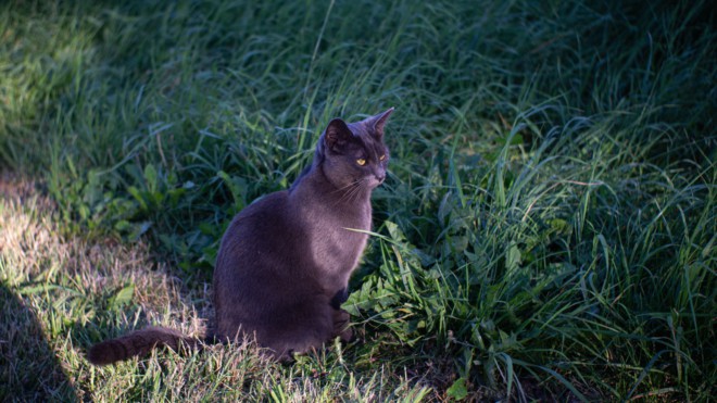 Katzen brauchen keine Altersfreigabe