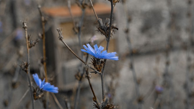 Keine Blumen für Postfaschisten