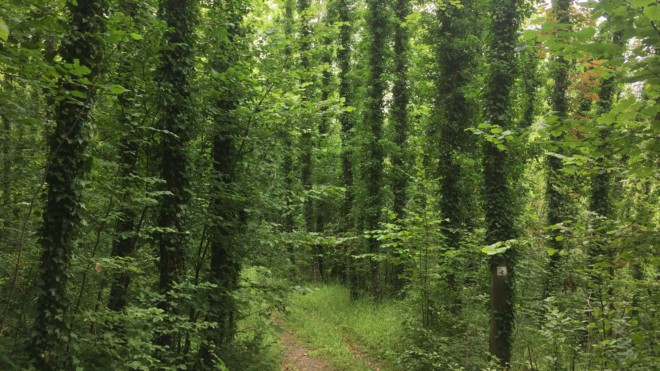Definitiv nicht im Harz