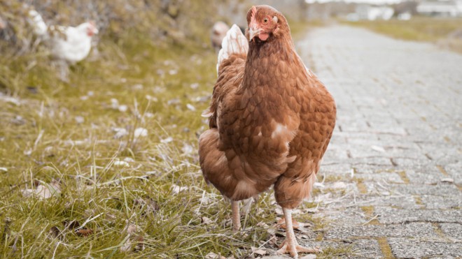 Ein potentieller Coq au Vin