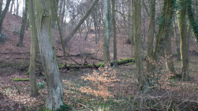 Selbstbedienung beim Holz
