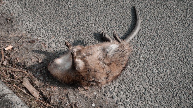 Straßenrand statt Knast